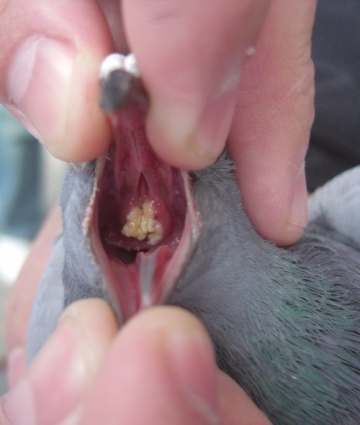 Трихомоноз у голубів. Ознаки та лікування