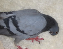 Болезнь Ньюкасла у голубей. Симптомы и лечение